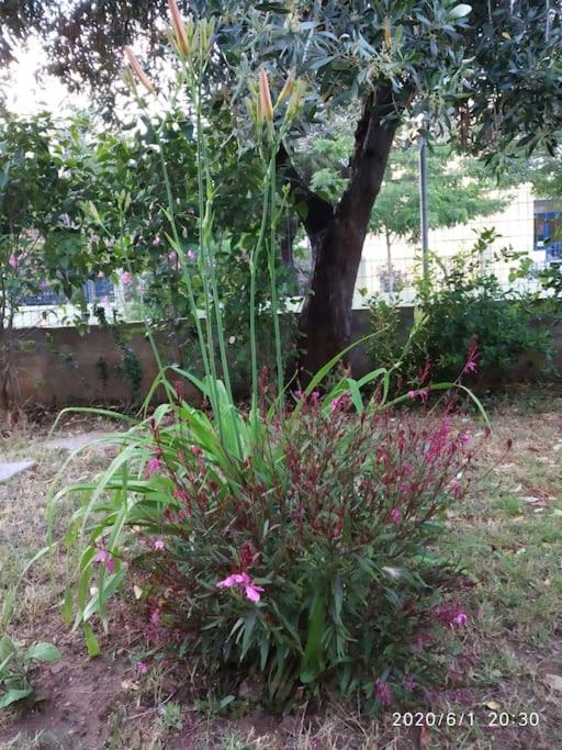 Anadora 2: Hospitable Stone House With Yard Apartment Alexandroupoli Exterior photo
